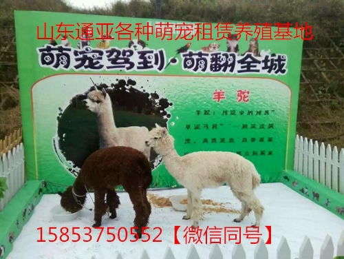 咸阳租赁羊驼马戏团表演商业舞狮艺术矮马骆驼